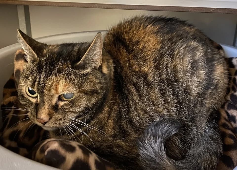 Grannys, female senior Mixed Breed for adoption at De Poezenboot, Amsterdam