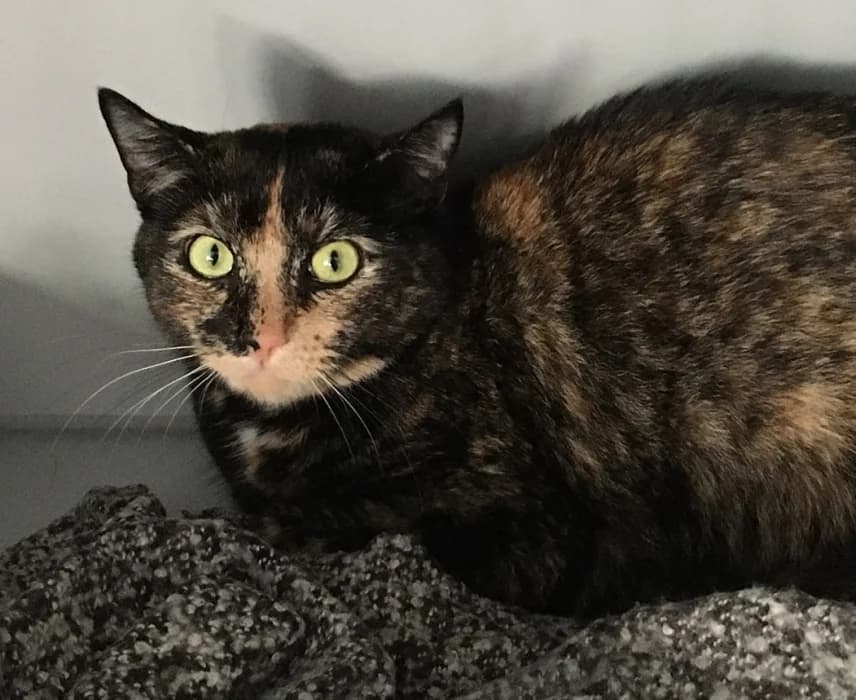 Pabloa, female Mixed Breed for adoption at De Poezenboot, Amsterdam