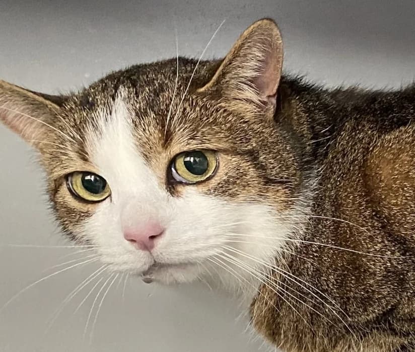 Zorros, male 5yo Mixed Breed for adoption at De Poezenboot, Amsterdam