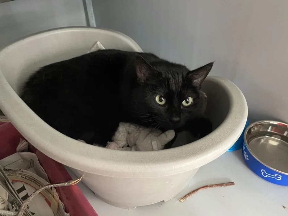 Noxy, zwart female 6yo Mixed Breed for adoption at De Poezenboot, Amsterdam