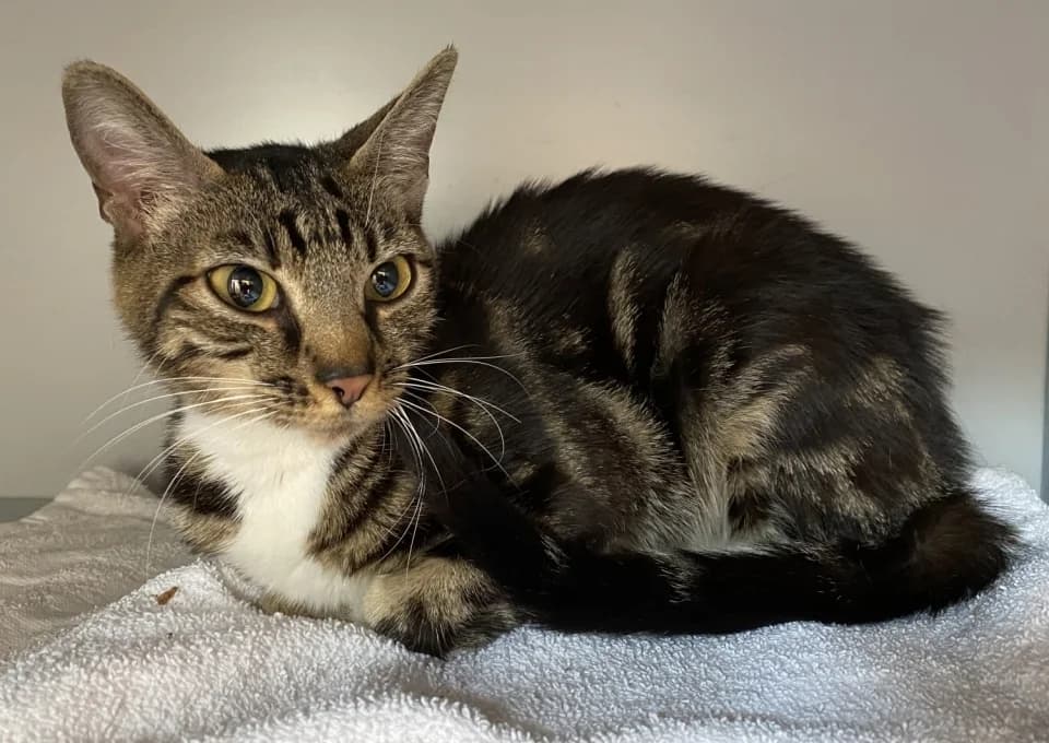 Tinke en Tessie, female Mixed Breed for adoption at De Poezenboot, Amsterdam