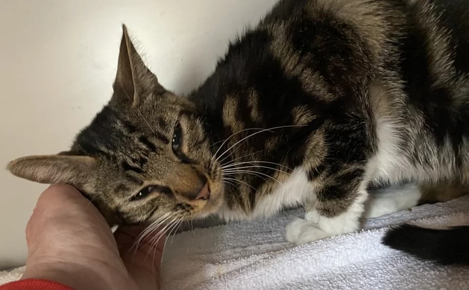 Tinke en Tessie, female Mixed Breed for adoption at De Poezenboot, Amsterdam — photo 2 of 2