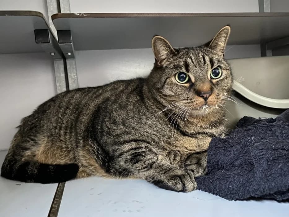 PabloC, male Mixed Breed for adoption at De Poezenboot, Amsterdam