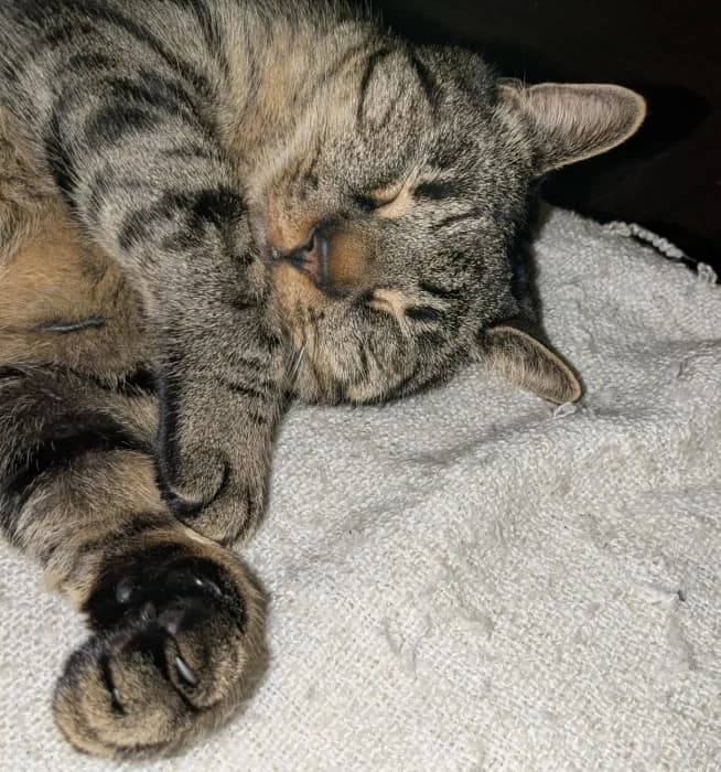 PabloC, male Mixed Breed for adoption at De Poezenboot, Amsterdam — photo 2 of 4