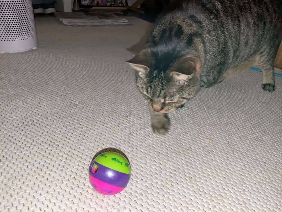 PabloC, male Mixed Breed for adoption at De Poezenboot, Amsterdam — photo 3 of 4