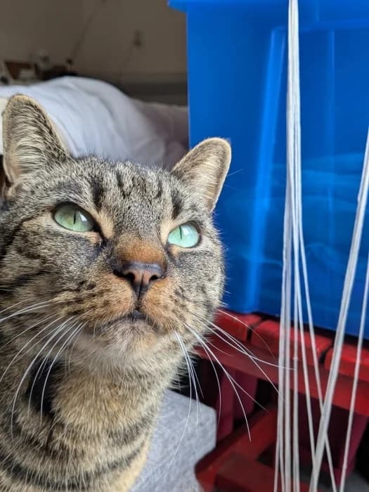 PabloC, male Mixed Breed for adoption at De Poezenboot, Amsterdam — photo 4 of 4