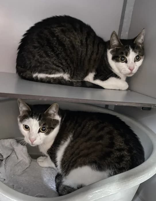 Stu en Lilu, male 4yo Mixed Breed for adoption at De Poezenboot, Amsterdam