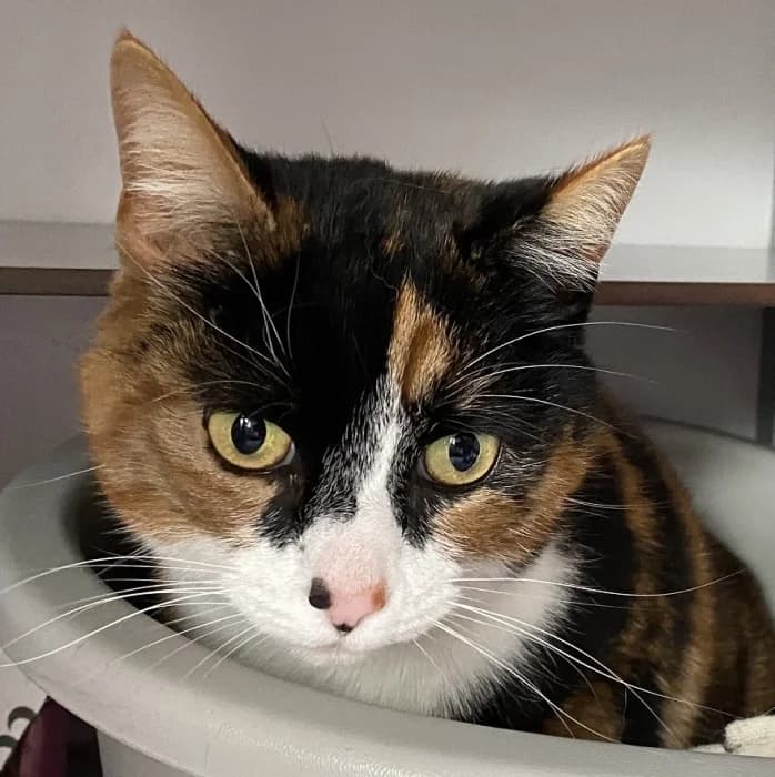 Mimsie, female 5yo Mixed Breed for adoption at De Poezenboot, Amsterdam