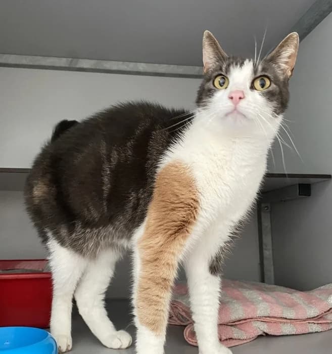 Pommies, female senior Mixed Breed for adoption at De Poezenboot, Amsterdam
