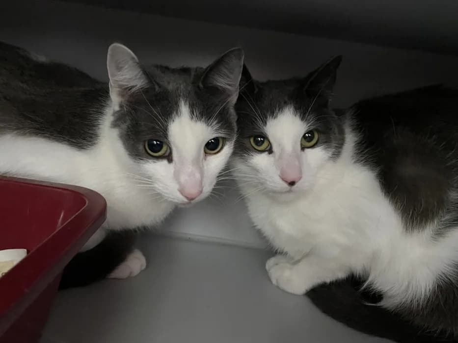 Muisels en Riffs, male 6yo Mixed Breed for adoption at De Poezenboot, Amsterdam