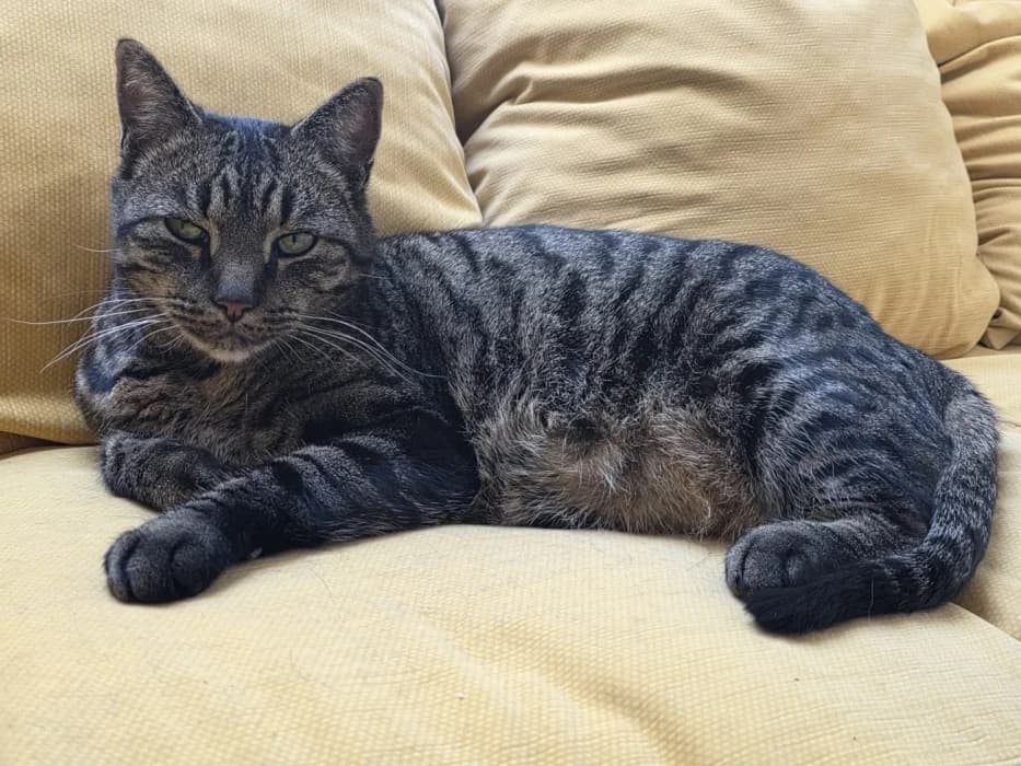 Balouke, male 6yo Mixed Breed for adoption at De Poezenboot, Amsterdam