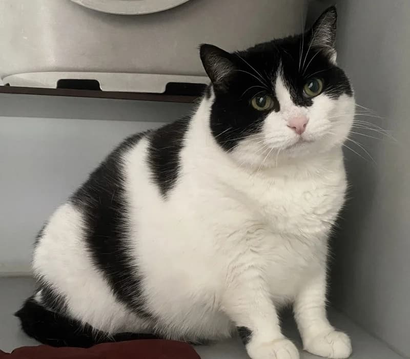Chantal, female senior Mixed Breed for adoption at De Poezenboot, Amsterdam