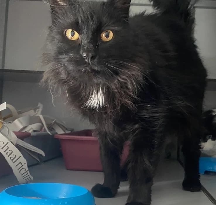Maxy, male senior Mixed Breed for adoption at De Poezenboot, Amsterdam