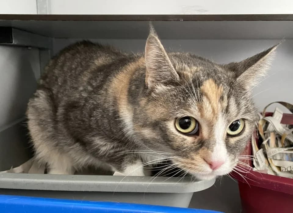 BlauweBeer en KleurMeisje,  3yo Mixed Breed for adoption at De Poezenboot, Amsterdam