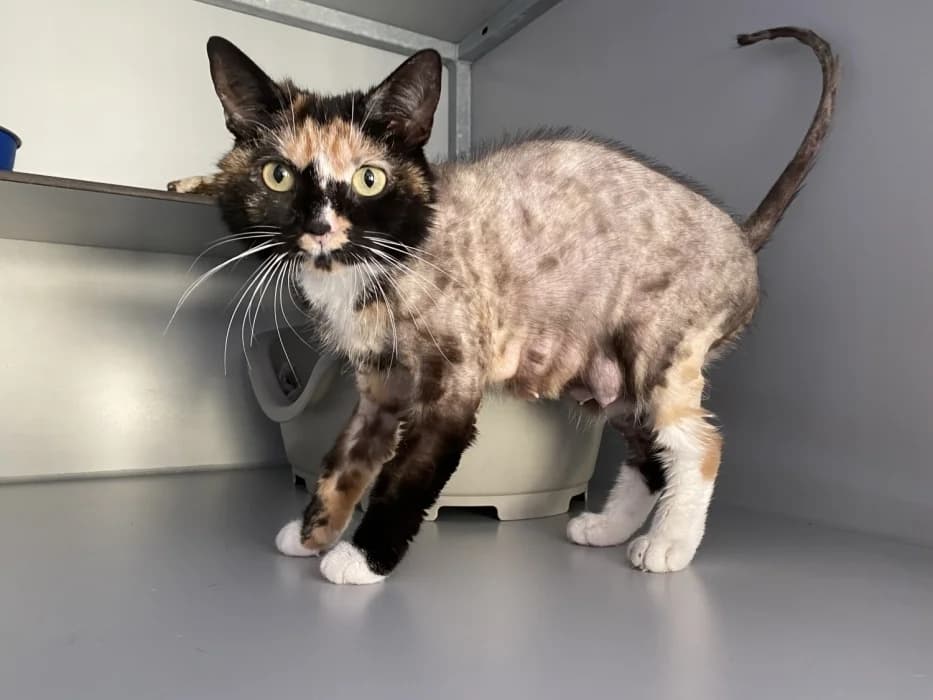 Nizza, female 3yo Mixed Breed for adoption at De Poezenboot, Amsterdam