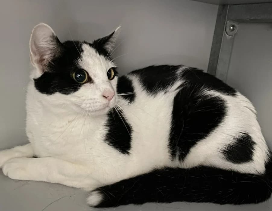Ela, wit female young Mixed Breed for adoption at De Poezenboot, Amsterdam