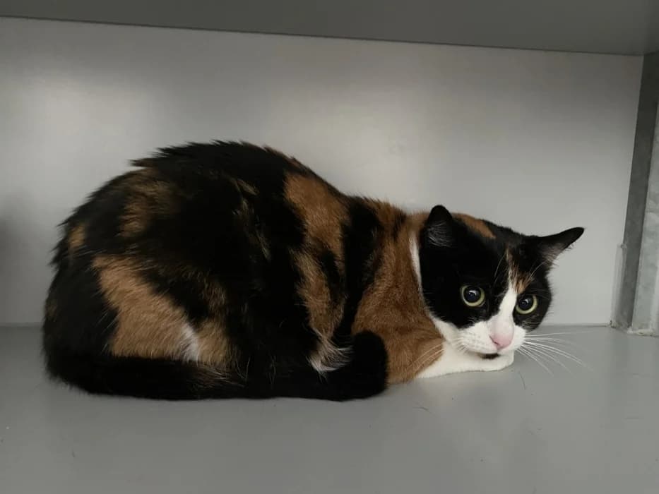 Inci, female young Mixed Breed for adoption at De Poezenboot, Amsterdam