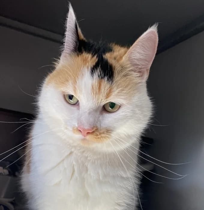 Crystel, female 3yo Mixed Breed for adoption at De Poezenboot, Amsterdam