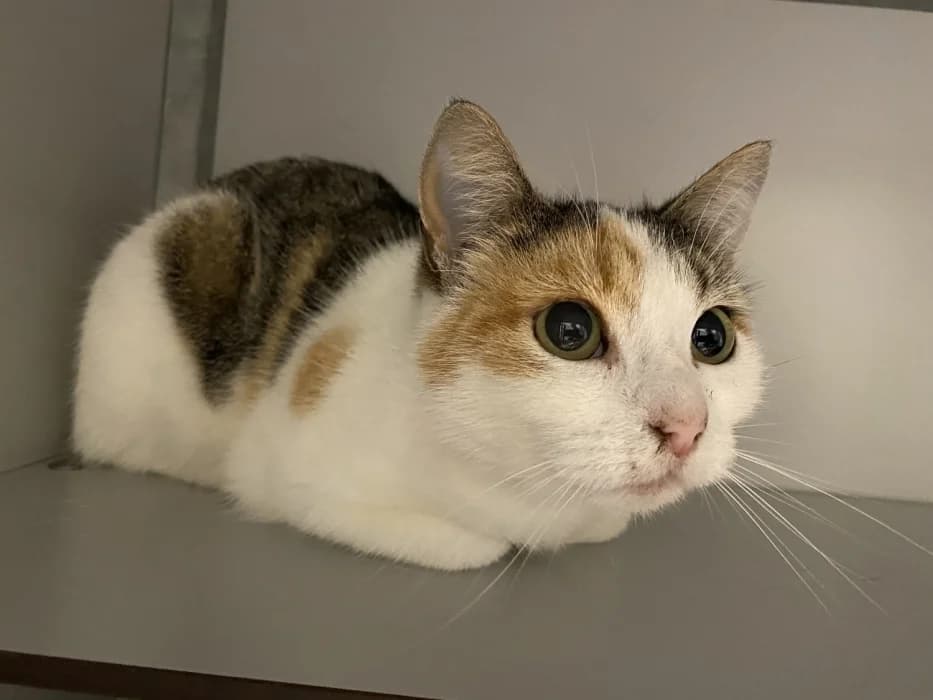 Manon en Pleun, zwart female 4yo Mixed Breed for adoption at De Poezenboot, Amsterdam