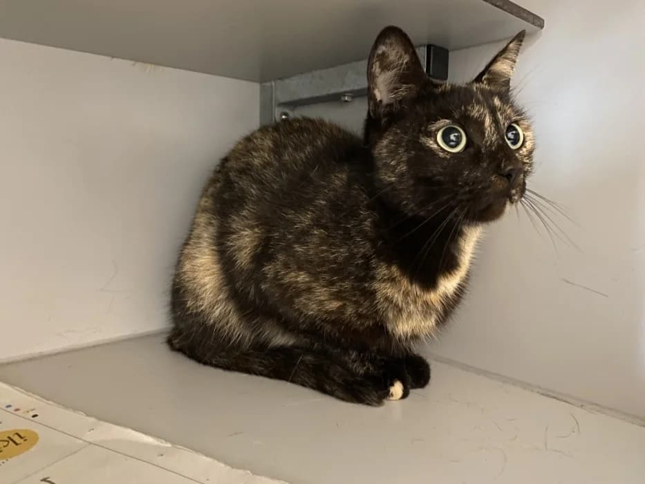 Manonnetje, female 3yo Mixed Breed for adoption at De Poezenboot, Amsterdam