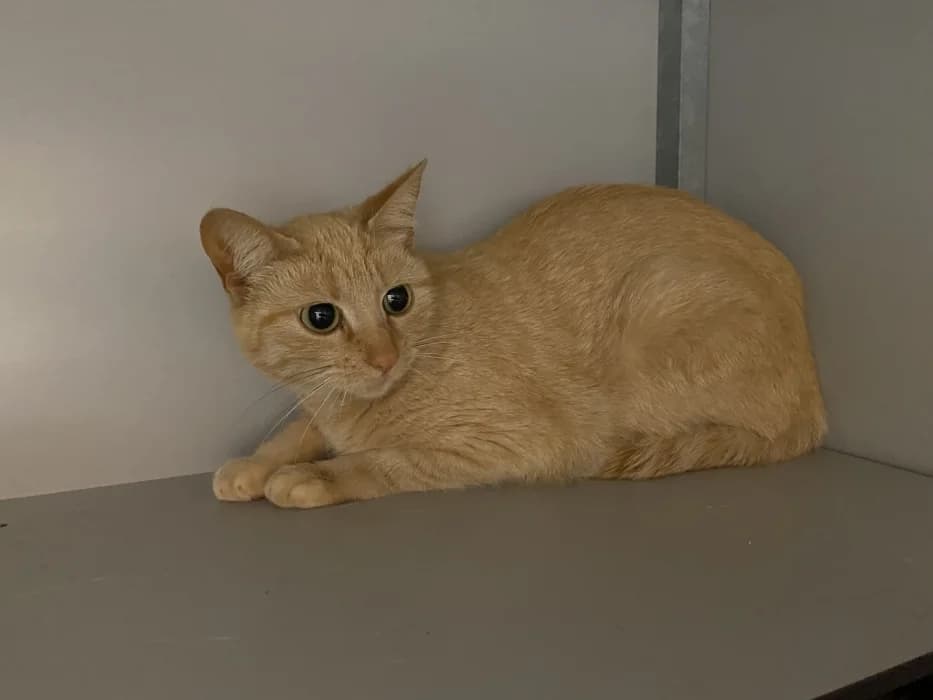Pleuntje, rood female young Mixed Breed for adoption at De Poezenboot, Amsterdam