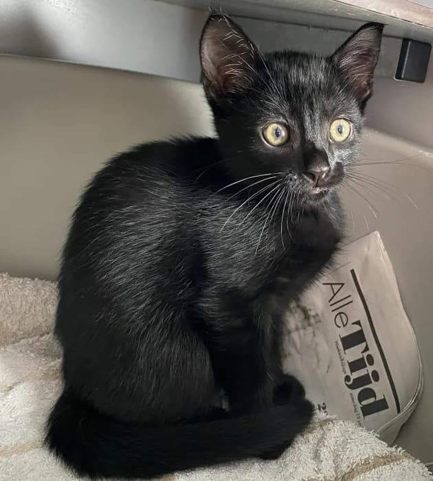 gezellige sociale kittens, female puppy Mixed Breed for adoption at De Poezenboot, Amsterdam