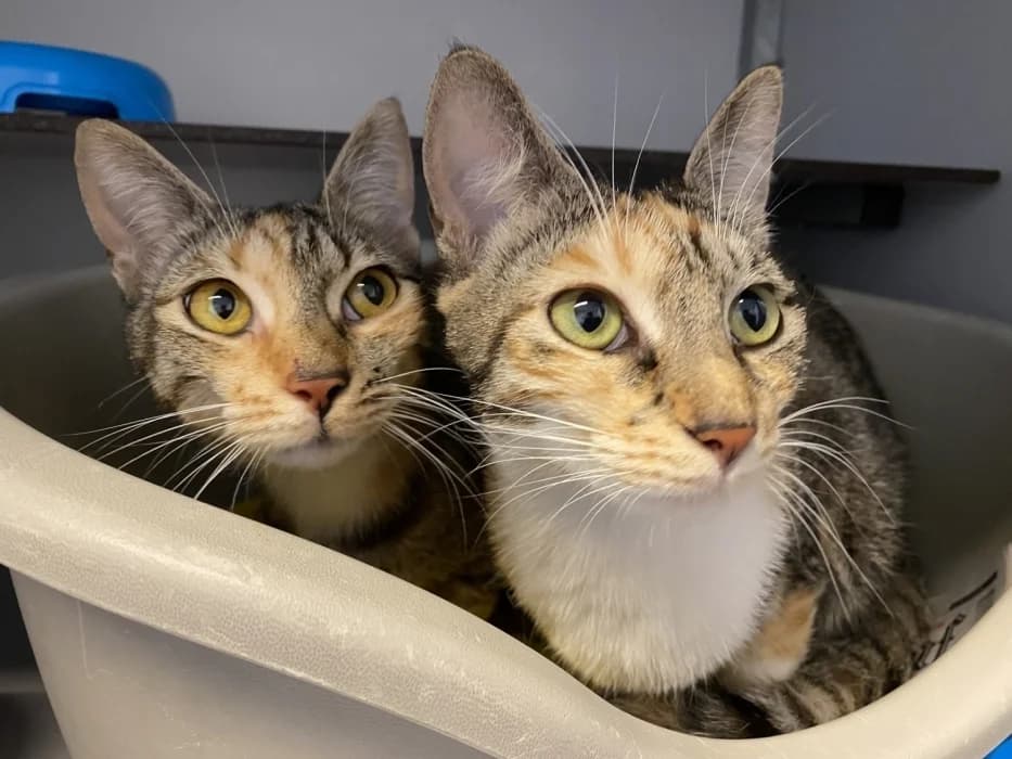 Jollie en Judy, female young Mixed Breed for adoption at De Poezenboot, Amsterdam