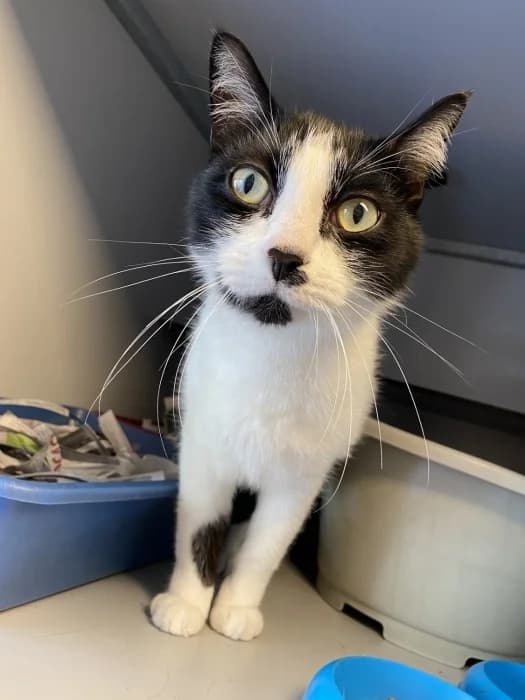 Smurfke, male 3yo Mixed Breed for adoption at De Poezenboot, Amsterdam