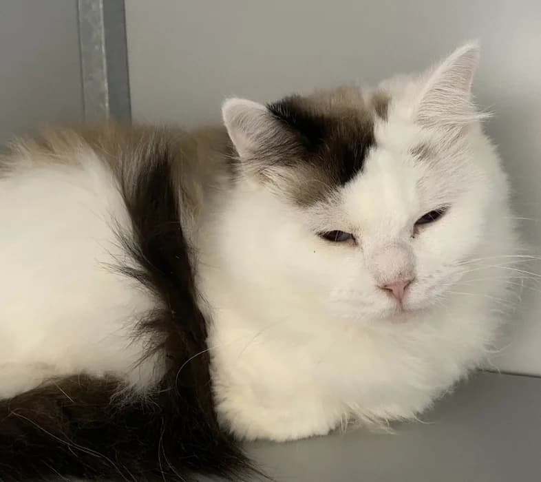 Pipke, female 4yo Mixed Breed for adoption at De Poezenboot, Amsterdam