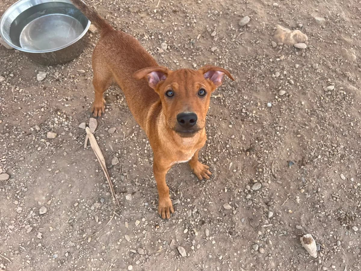 Boya, male puppy Mixed Breed for adoption at Stichting Puppy Rescue Team