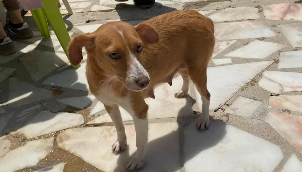 Coco, female Mixed Breed for adoption at Stichting Puppy Rescue Team