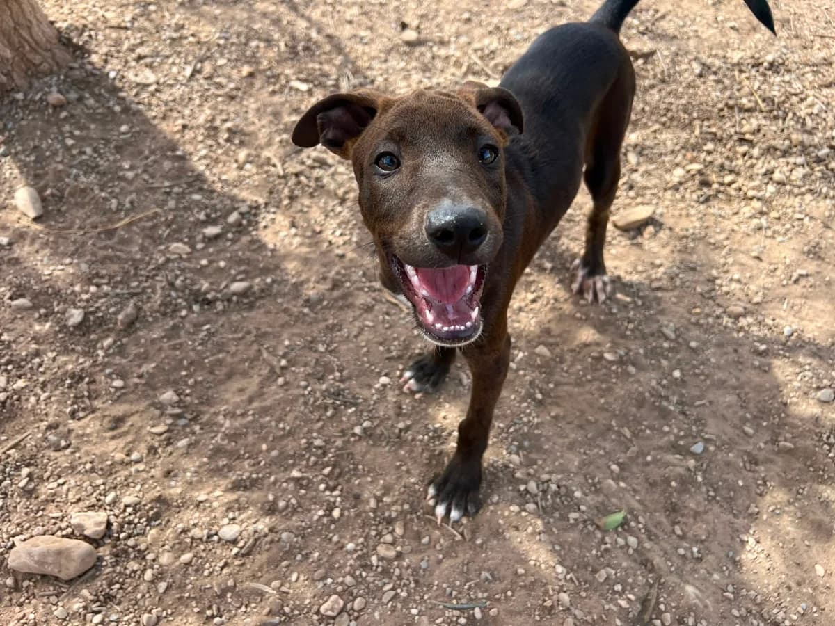 Ezra, male puppy Mixed Breed for adoption at Stichting Puppy Rescue Team