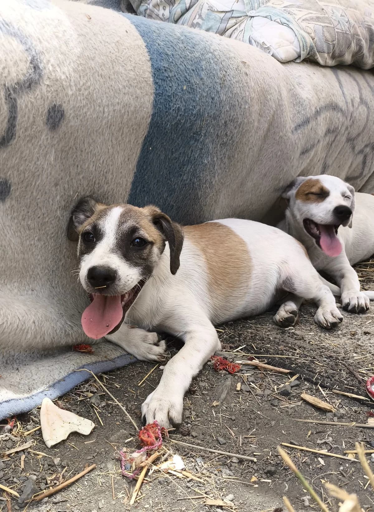 Gino, male puppy Mixed Breed for adoption at Stichting Puppy Rescue Team