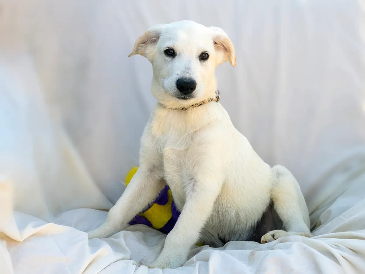 Javi, male puppy Mixed Breed for adoption at Stichting Puppy Rescue Team