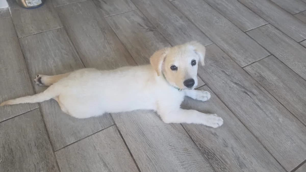 Jon, male puppy Mixed Breed for adoption at Stichting Puppy Rescue Team
