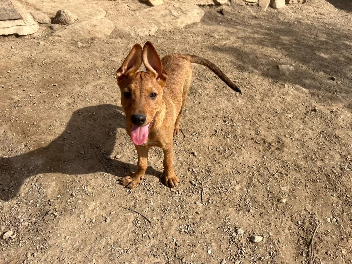 Kaya, female puppy Mixed Breed for adoption at Stichting Puppy Rescue Team