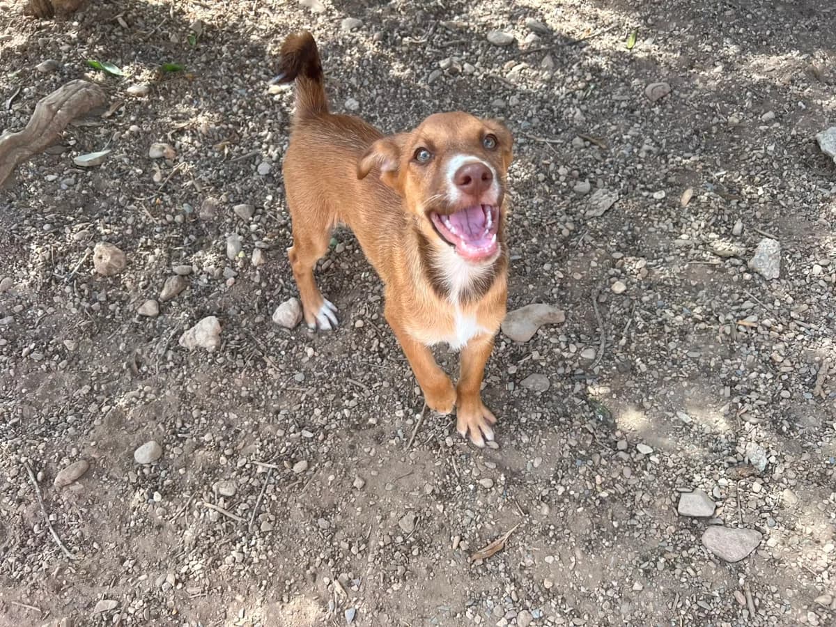 Luca, male puppy Mixed Breed for adoption at Stichting Puppy Rescue Team