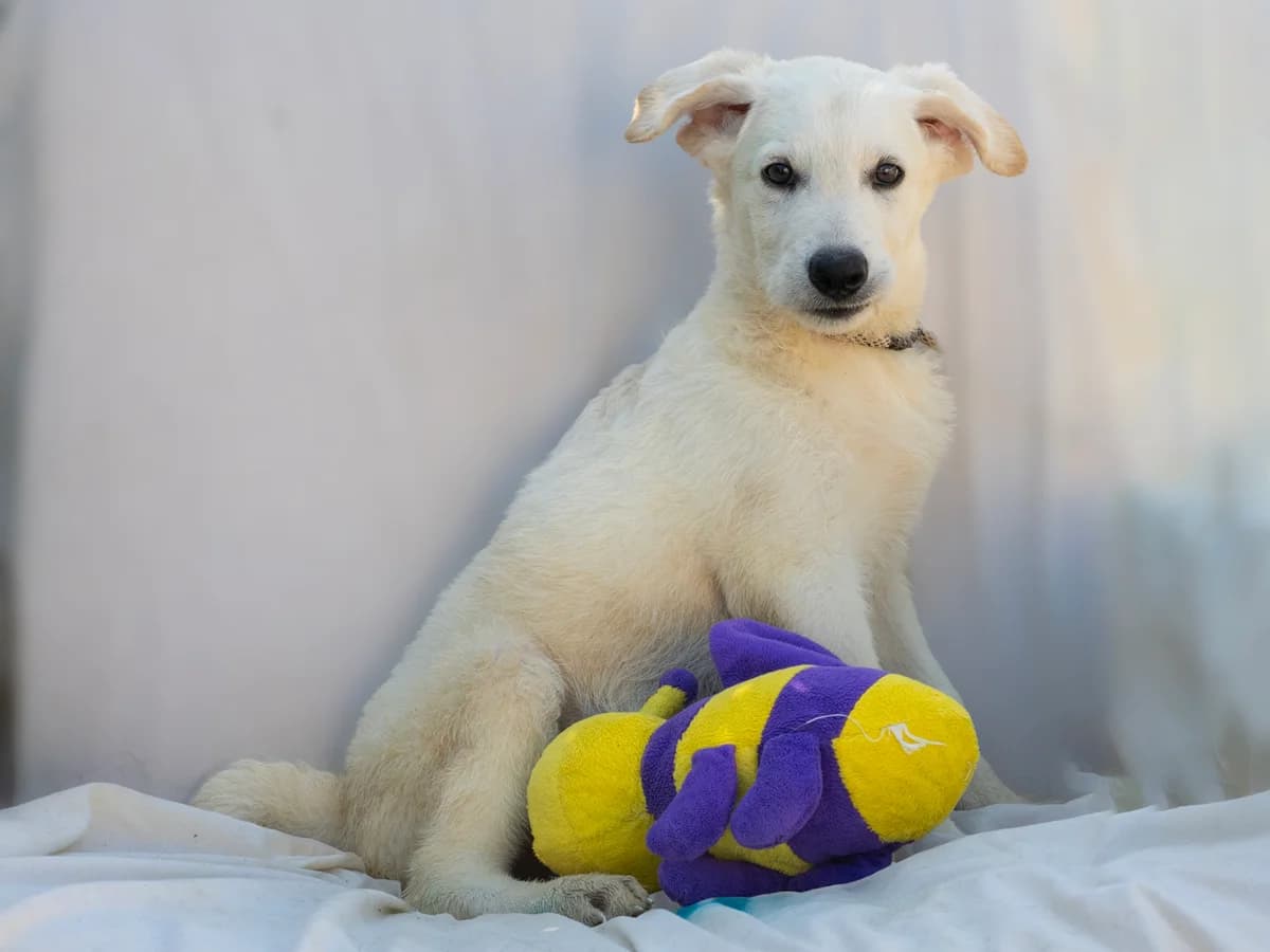 Lami, male puppy Mixed Breed for adoption at Stichting Puppy Rescue Team