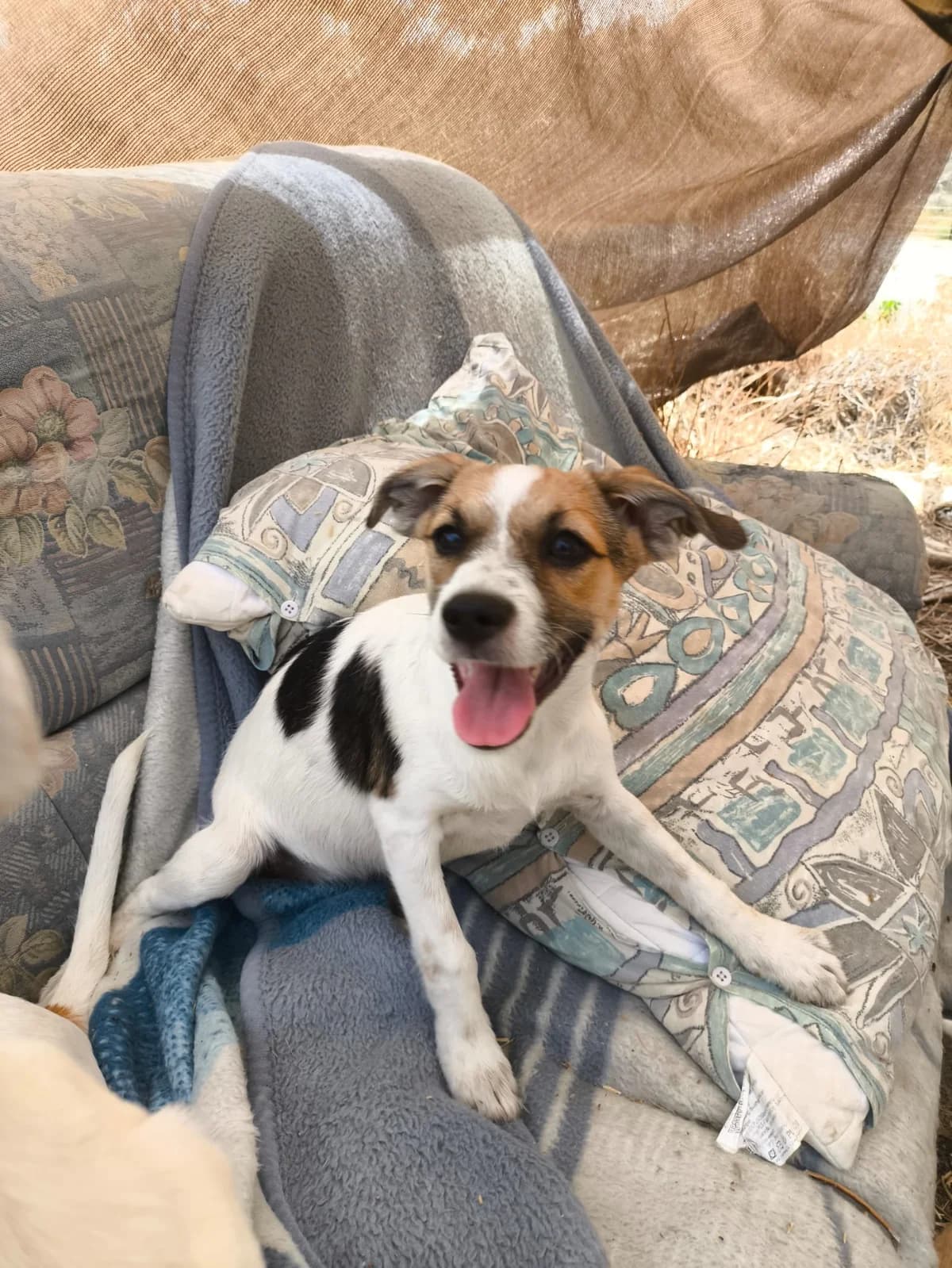 Rizo, female puppy Mixed Breed for adoption at Stichting Puppy Rescue Team