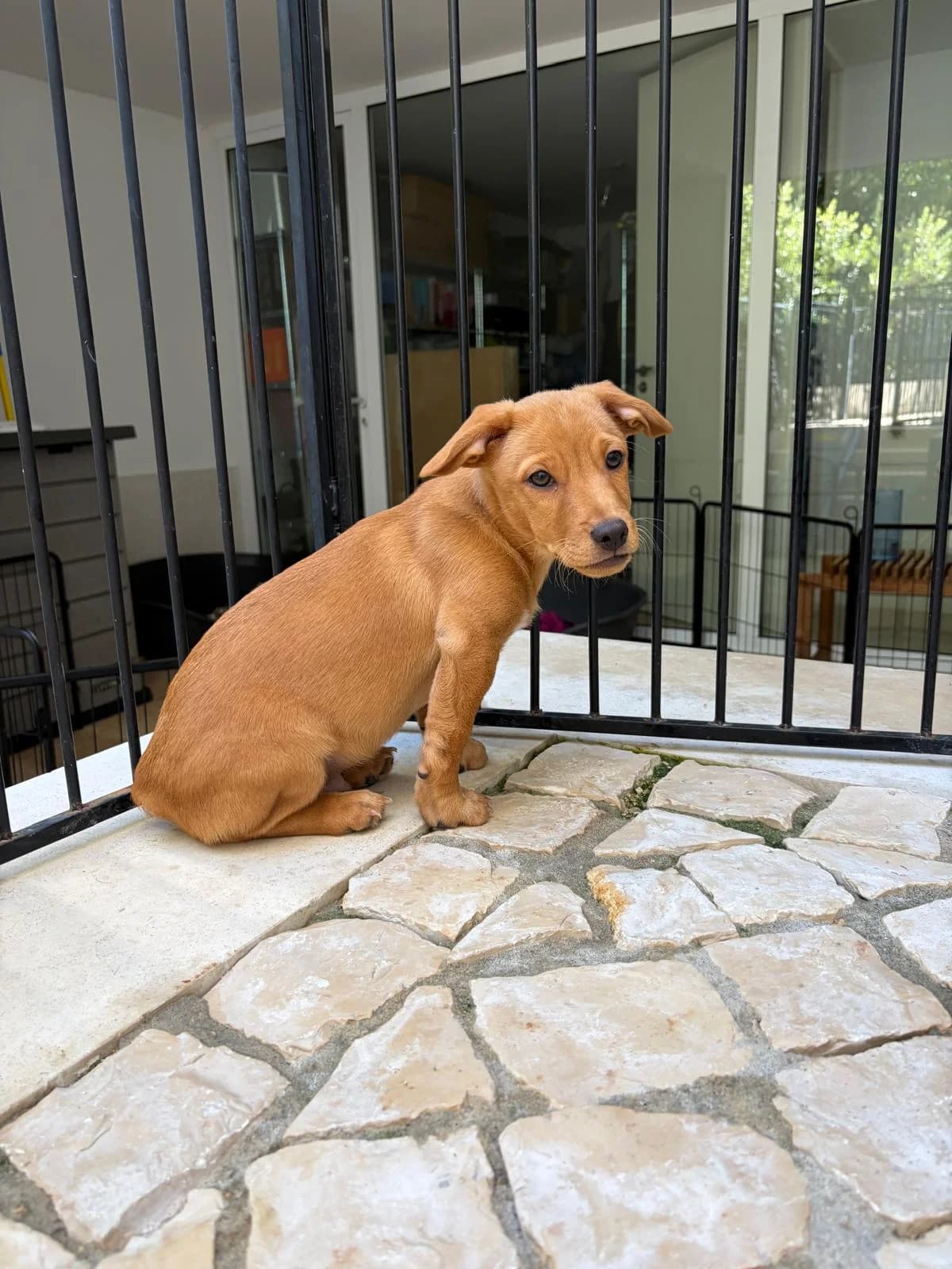 Siem, male puppy Mixed Breed for adoption at Stichting Puppy Rescue Team