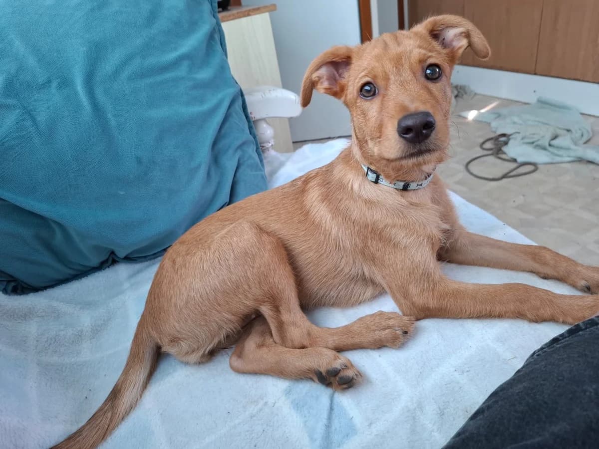 Zoya, female puppy Mixed Breed for adoption at Stichting Puppy Rescue Team
