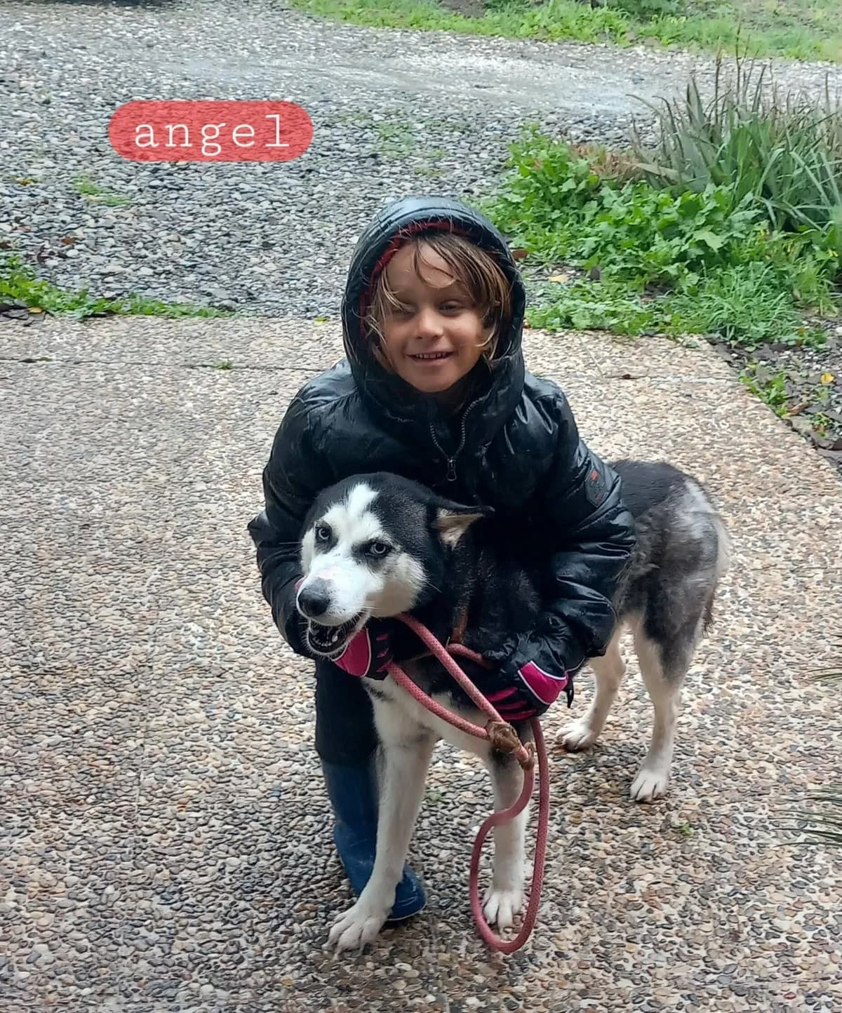 Angel, female 3yo Husky for adoption at Stichting Rescani, NL-wide