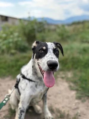 Atari, male Mixed Breed for adoption at Stichting Rescani, NL-wide