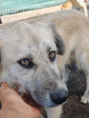 Bastian, male Mixed Breed for adoption at Stichting Rescani, NL-wide