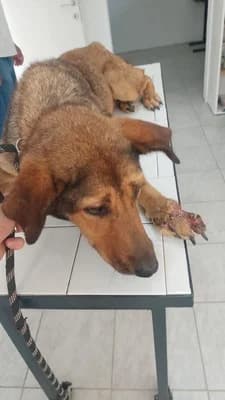 Betty, female Mixed Breed for adoption at Stichting Rescani, NL-wide