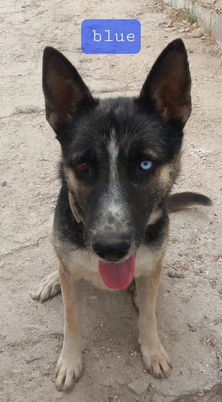 Blue, male Husky for adoption at Stichting Rescani, NL-wide