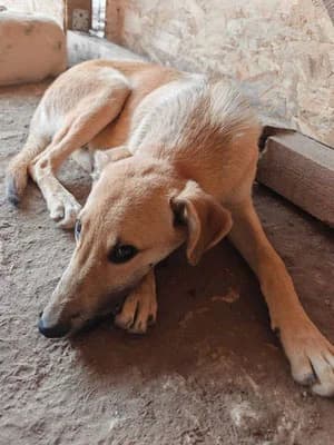 Bosk, male Mixed Breed for adoption at Stichting Rescani, NL-wide