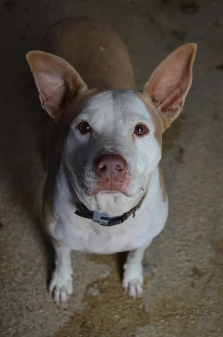 Calle, female senior mixed breed for adoption at Stichting Rescani, NL-wide