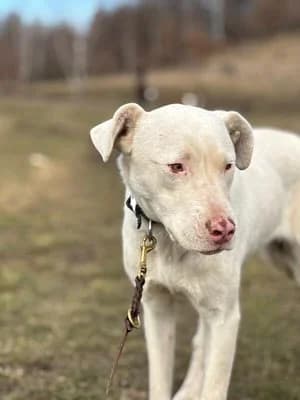 Camilla, female Mixed Breed for adoption at Stichting Rescani, NL-wide