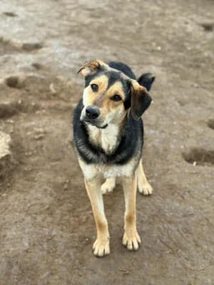 Cäsar, male puppy Mixed Breed for adoption at Stichting Rescani, NL-wide